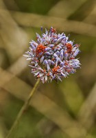 /album/fotogaleria-fotografia-macro/gfttt-61-640x480-jpg/